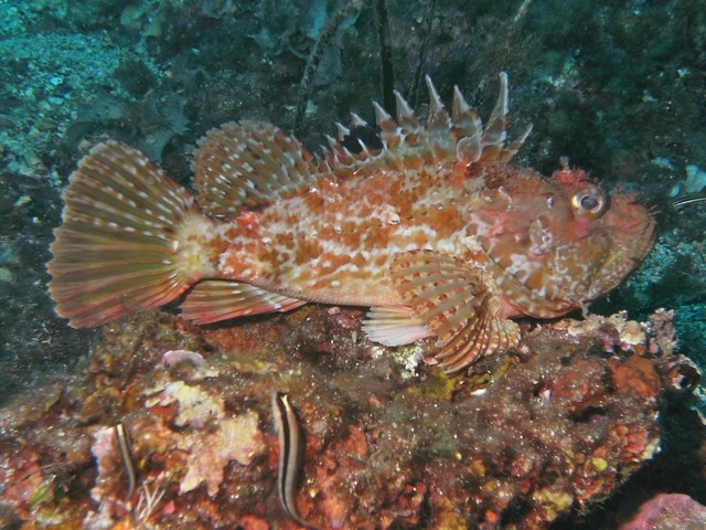  Fauna y flora del Mediterráneo con el club de buceo Agay 